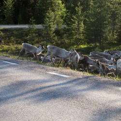 Vägrenar