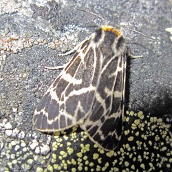 puengeleri