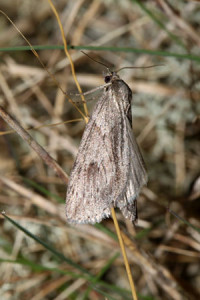 hippocastanaria