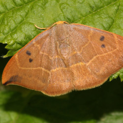 binaria