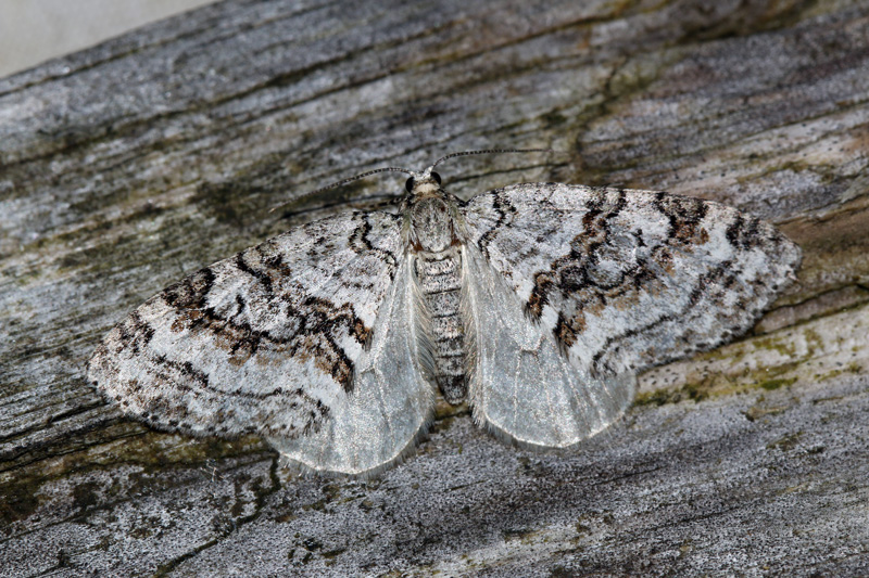 serta (brunbandad lobmätare)