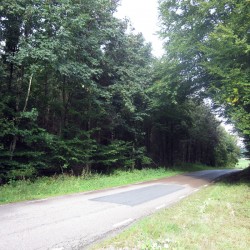 Fin blandskog med bl.a tysklönn