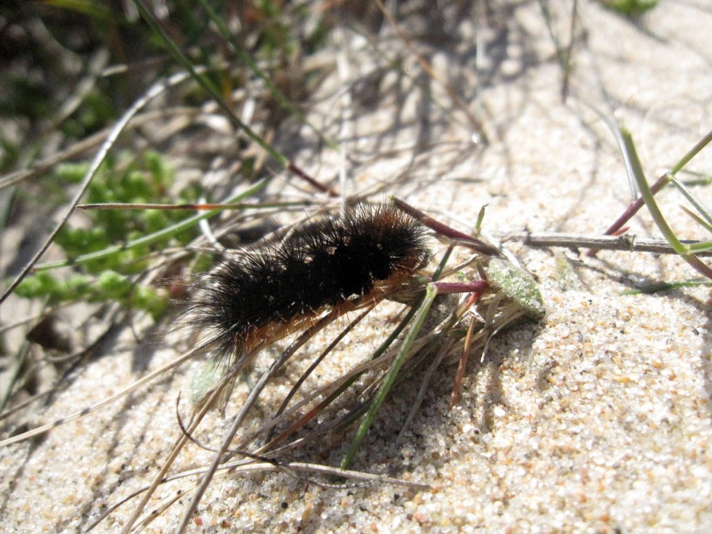 Hyphoraia aulica larv