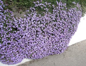 Blomster häng