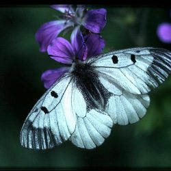 P. mnemosyne