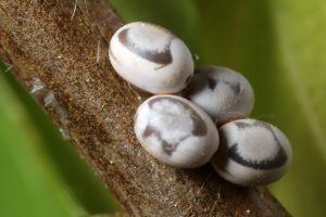 Ägg av P.ilicifolia (rödbrun bladspinnare)