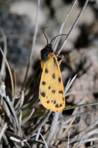 S.roscida (mindre borstspinnare)