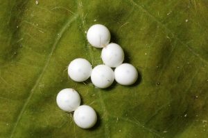 Ägg av P.anceps (ektandvinge)