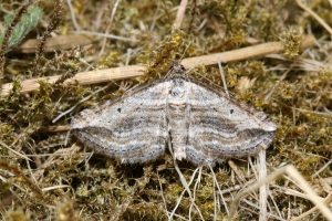 H.aquata (vitaktig strimmätare)