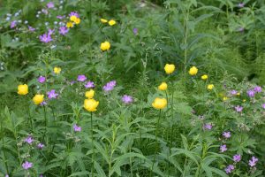 Midsommarblomster och Smörboll
