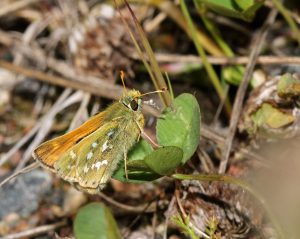 H.comma cartena