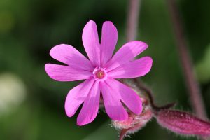 Rödblära