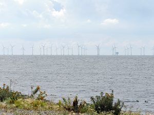 Många vindkraftverk i Öresund