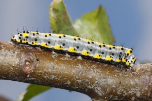 Larv av D.caeruleocephala (Blåhuva)