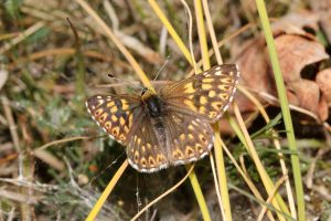 H.lucina (Gullvivefjäril)