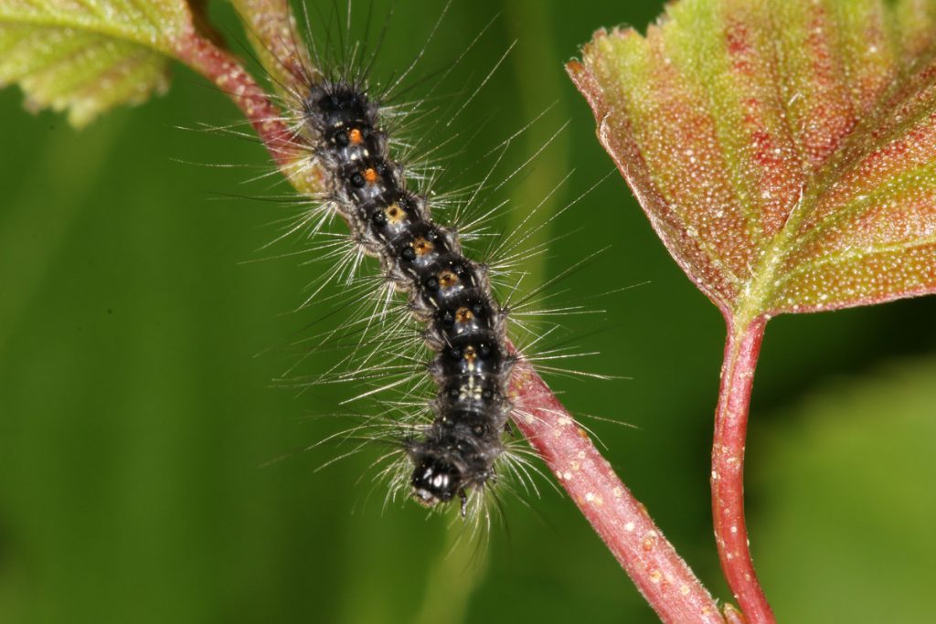 L.dispar (Lövskogsnunna)