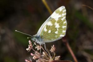 P.daplidice (Grönfläckig kålfjäril)
