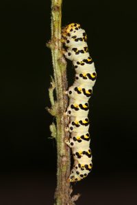 C.lychnitis (Grenkungsljuskapuschongfly)