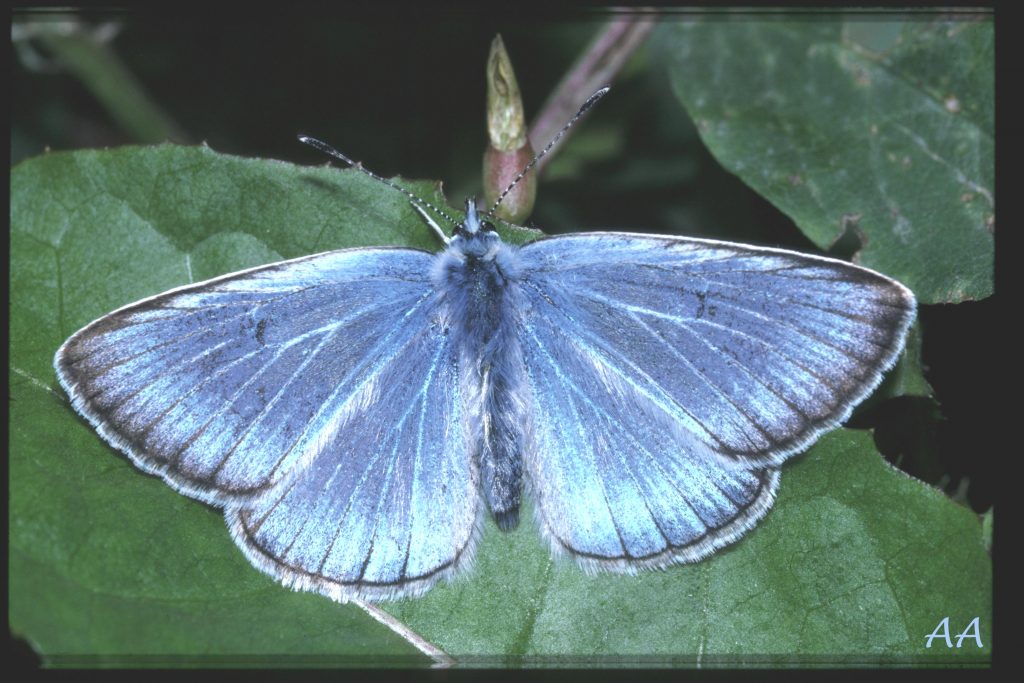 Polyommatus amanda
