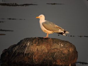 Gråtrut