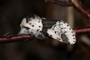 F,bicuspis (Snövit gaffelsvans)