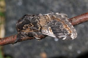 N.tritophus (Poppeltandvinge)