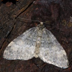 E.nobiliaria 