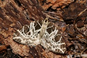 Eustroma reticulata (Nätådrig parkmätare)