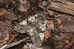 Crypsedra gemmea (Vitfläckigt ängsfly)