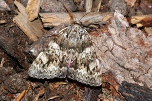 Catocala promissa (Ekordensfly)