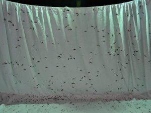 Många eupithecia (malmätare