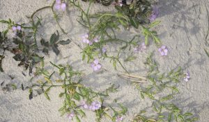 Än blommar det i sanddynerna. Marviol